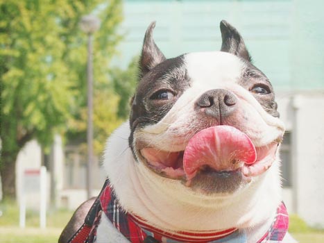 dog