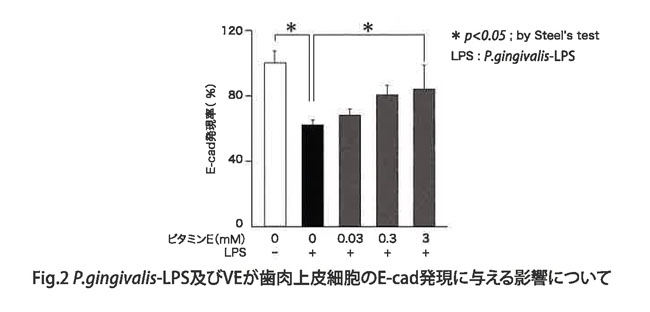 Fig.2 P.gingivalis-LPS及びVEが歯肉上皮細胞のE-cad発現に与える影響について